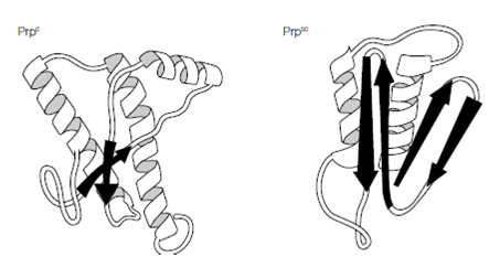 2179_The prion agent.png